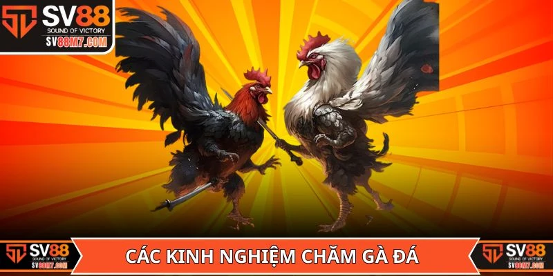 Các kinh nghiệm chăm gà đá mà dân chuyên hay sử dụng